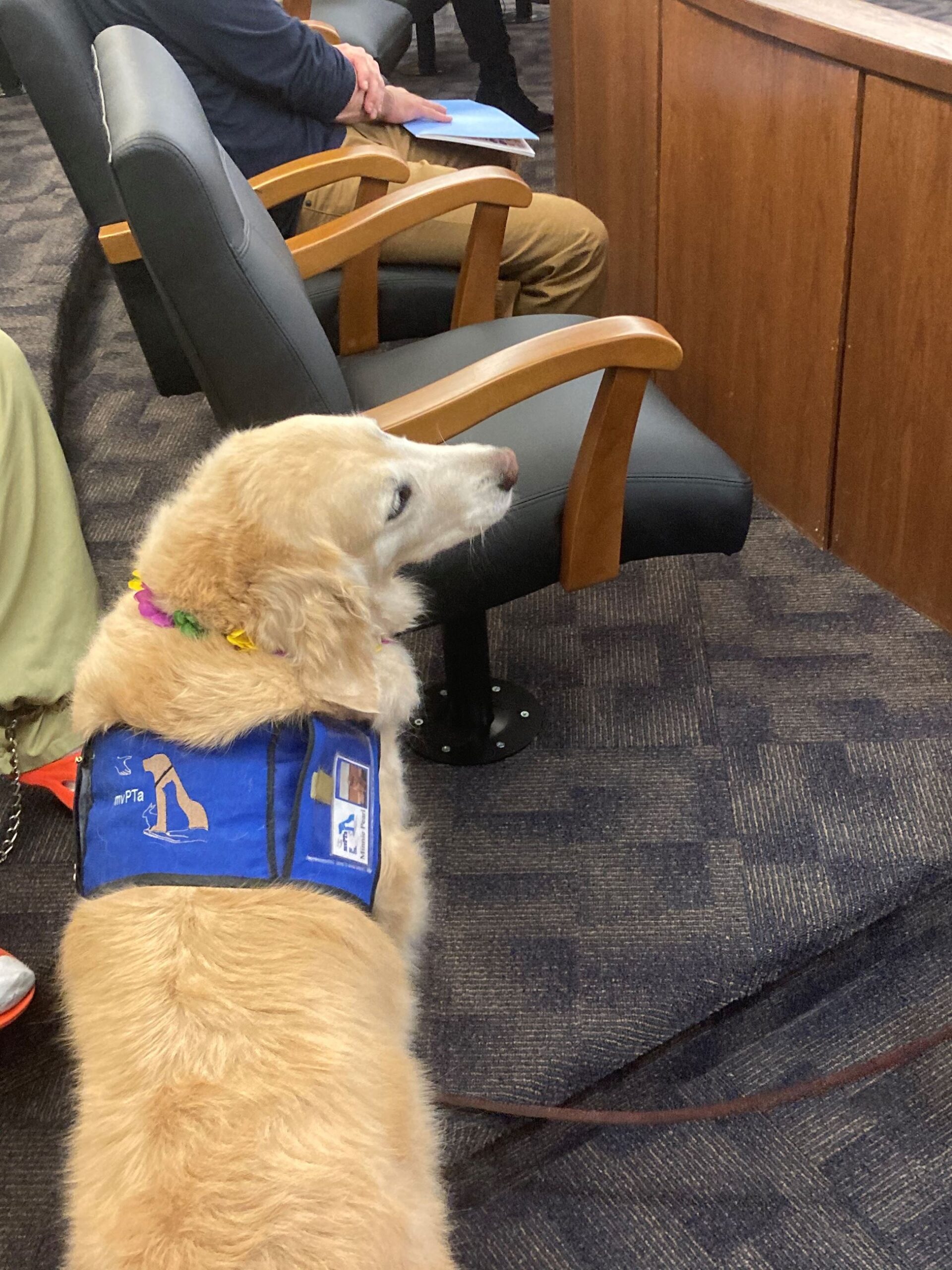 a golden retriever named Minnie Pearl 3