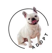 Dog adoptions
