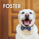 picture of a yellow lab